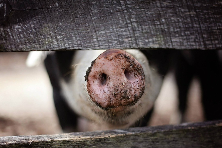 Újabb 26 ezer állatot ölnek le Romániában a sertéspestis miatt